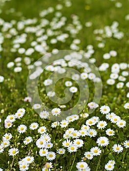 Daisies in the Grass