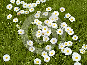 Daisies in the Grass
