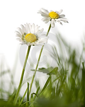 Daisies in grass photo
