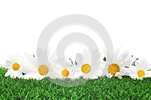 Daisies on the grass