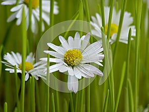 Daisies in grass