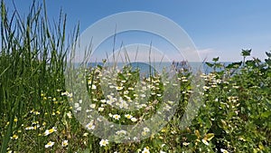 Daisies and grass on the background of sea and blue sky.