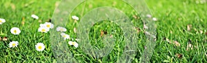 Daisies in grass field - panoramic