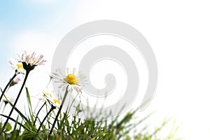 Daisies and grass on the sky