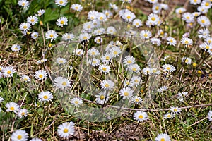 Daisies in the grass.