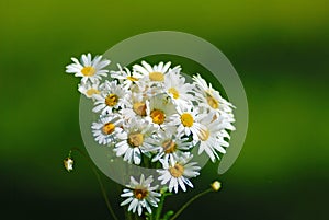 Daisies on green background