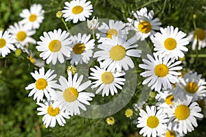 daisies in the green garden