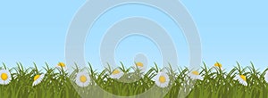 Daisies in green grass on a blue sky background. Seamless border.