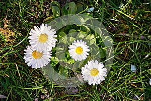 Daisies on the green meadow in spring. Asteraceae, Asterales, Asteroideae