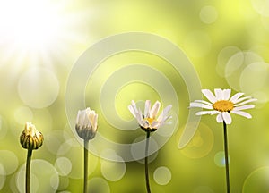 Daisies on green nature background