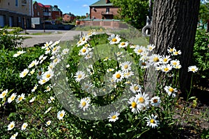 Daisies grow in flower bed on city street in Russia