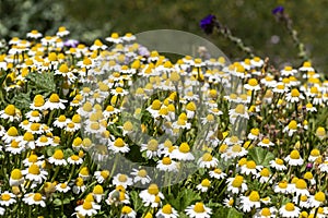 The daisies grow in a meadow close-up