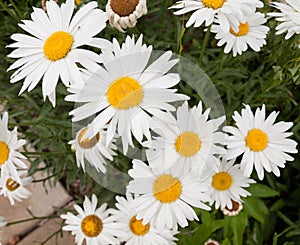 Daisies growing in a garden