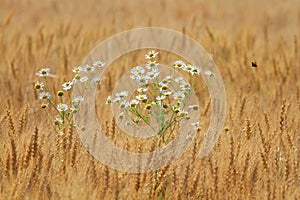 Daisies growing on a Golden field with ripe ears of corn