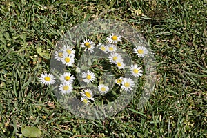 Daisies growing in a lawn