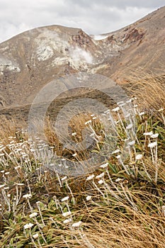 Daisies growing on slope in Tongariro National Park