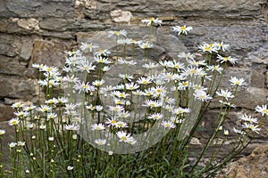 Daisies growing by a stone wall