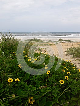 Daisies Growing Wild on the Sand Dunes Along the Coast of Florida Beaches in Ponce Inlet and Ormond Beach, Florida