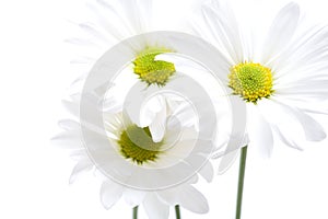 Daisies highkey isolated photo