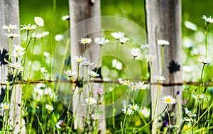 Daisies and hydrangeas growing along wooden fence