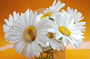 Daisies III