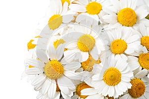 Daisies isolated