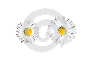Daisies isolated