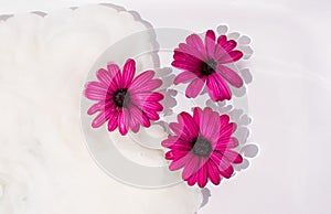 Daisies isolated in water surface with milk spalsh, white background. Beautiful spring or summer flowers composition idea