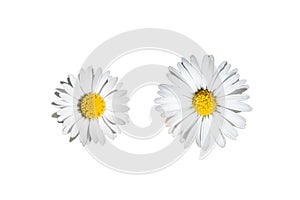 Daisies isolated photo