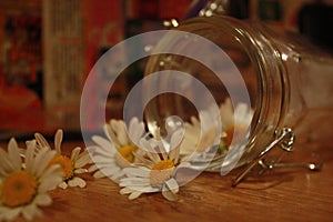 Daisies from the jar. Stokrotki ze sÃâoika