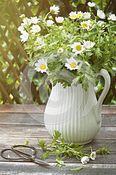 Daisies in jug on table