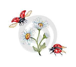 Daisies ladybugs watercolor