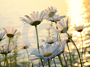 Daisies on a lakeshore at sunset photo