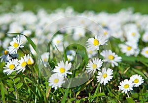 Daisies, lawn of daisy flowers