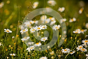 Daisies, lawn of daisy flowers