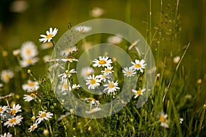 Daisies, lawn of daisy flowers