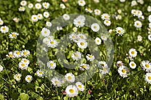 Daisies on the lawn. Summer flowers on the street