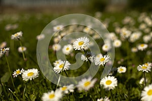 Daisies on the lawn. Summer flowers on the street