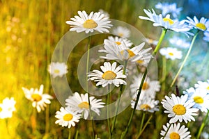 daisies with light effects in the sun