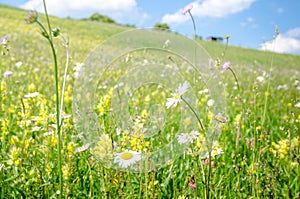 Daisies and many other wild summer flowers