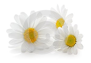 Daisies Margeriten isolated, including clipping path without shade. photo