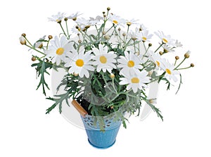 Daisies Marguerite perennials isolated on white background