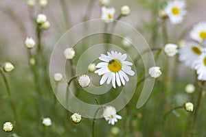 Daisies in the meadow