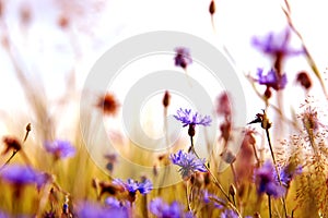 Daisies' meadow