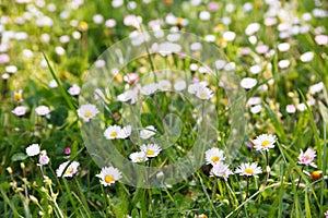 Daisies in the meadow