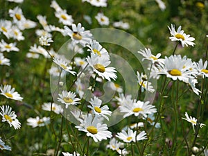 Daisies