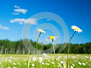 Daisies in meadow with blue sky and fluffy clouds