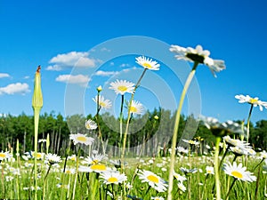 Daisies in meadow with blue sky and fluffy clouds