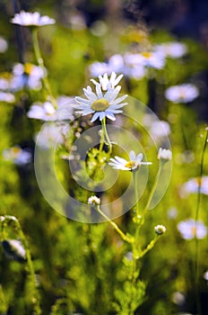 Daisies in the meadow photo