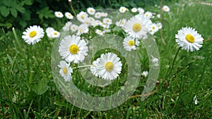 Daisies in meadow